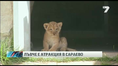 Лъвче с български корени се роди в Сараево
