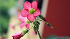 красиво цвете