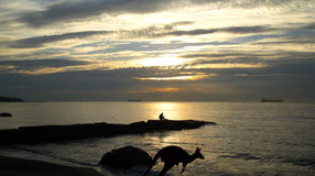 Кенгуру на плажа във Варна