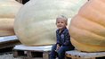 Цяла седмица тиквени рекорди