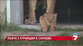 Бебе лъвче радва посетителите на зоопарка в Сараево