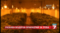 Разбиха модерна оранжерия за трева в Пазарджик